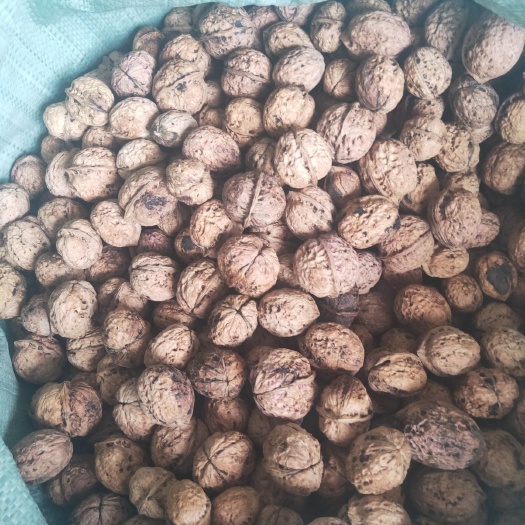 南华县 核桃