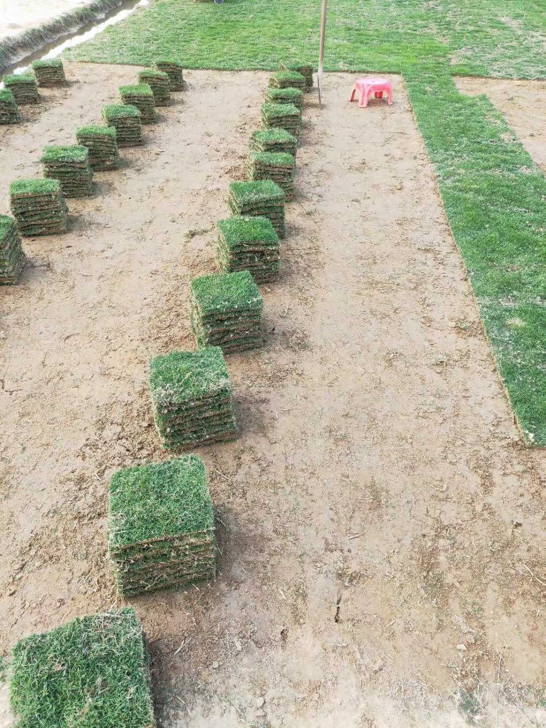 马尼拉草皮 低价出售马尼拉草/草