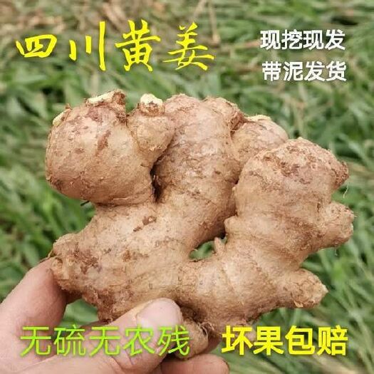 威远县大黄姜深山黄姜月子姜老姜现挖生姜新鲜山地土姜小黄姜包邮