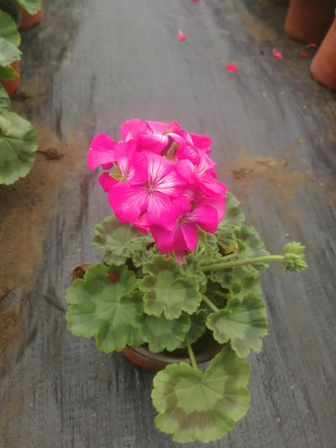 天竺葵 花卉盆景 观花植物 市政组摆