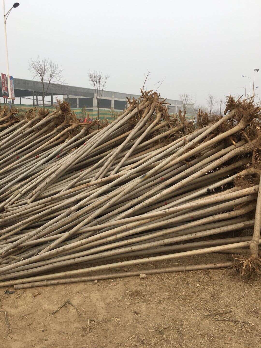  速生白蜡速生国槐，柳树，榆树，现大量上市出售欢迎个人，单位
