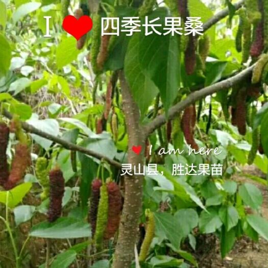 灵山县长果桑 四季长果桑，大十果桑。