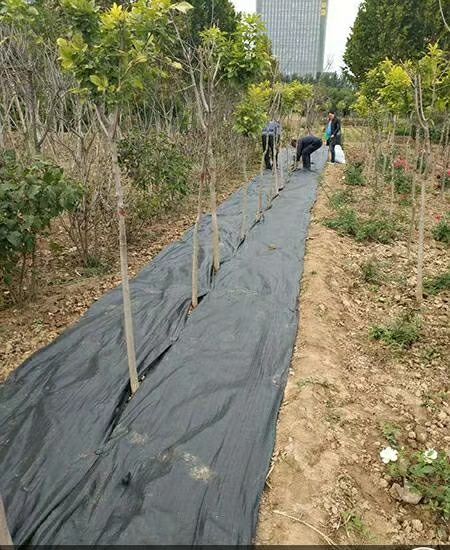 防草布  聚乙烯火龙果园茶田大棚除草布园艺地布灭草布盖草布遮