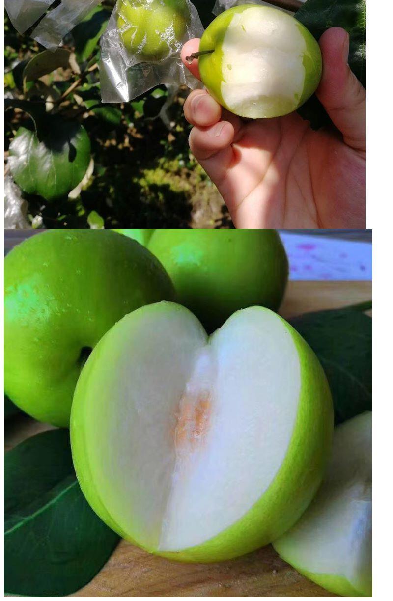 大青枣苗 青枣苗