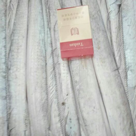 济宁冷冻带鱼 处理库存船冻带鱼，