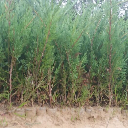 榆林沙地柏出售