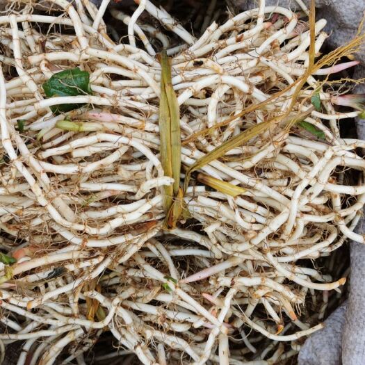 惠水县 贵州鱼腥草折耳根节节根一件代发