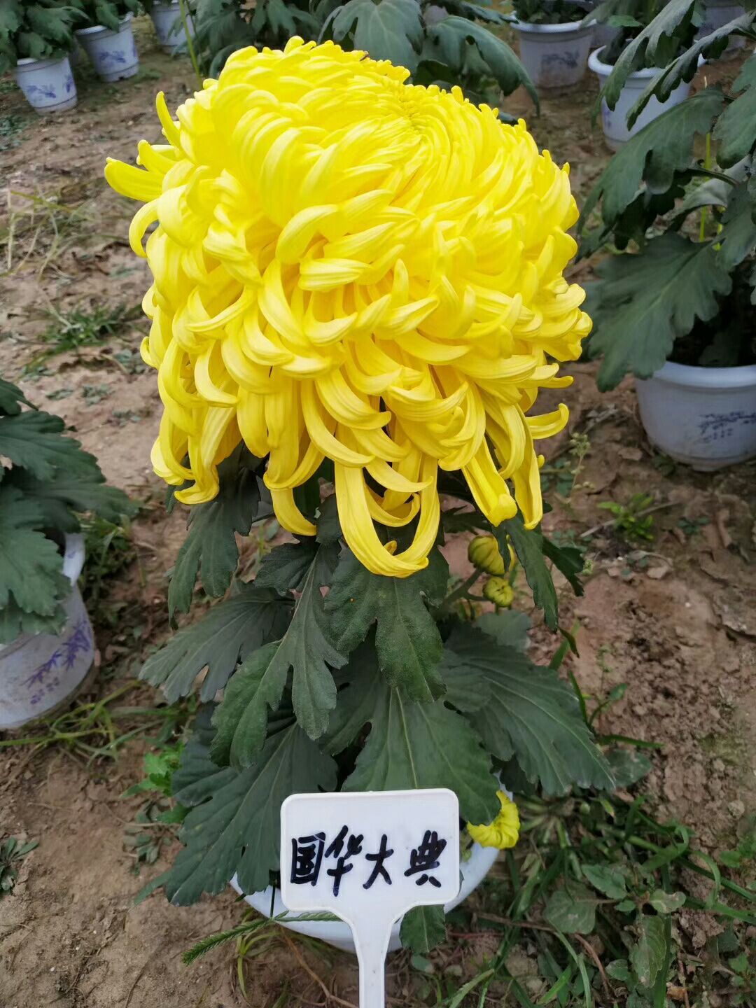 秋菊苗 优质品种菊种苗预售，品种多无张冠李戴！！！