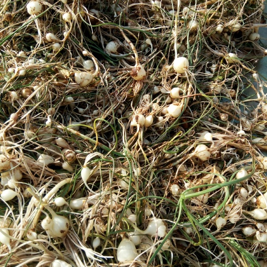 沁水县白根蒜苗 小根蒜种球