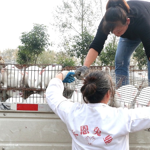 徐州法系獭兔 出售獭兔，伊拉，比利时种兔
