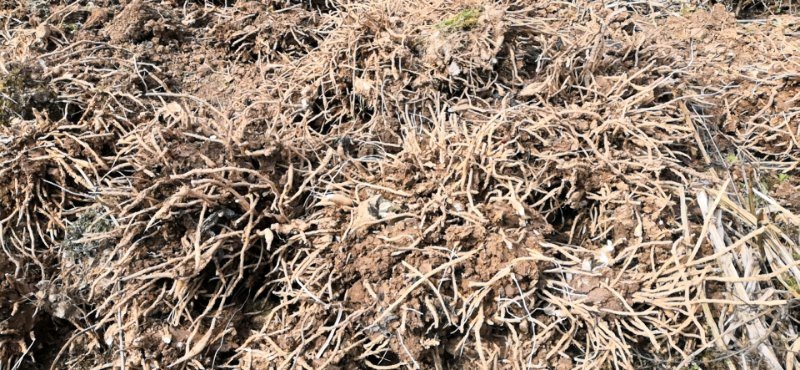 北川县洋合笋种根 高山优质阳荷种根