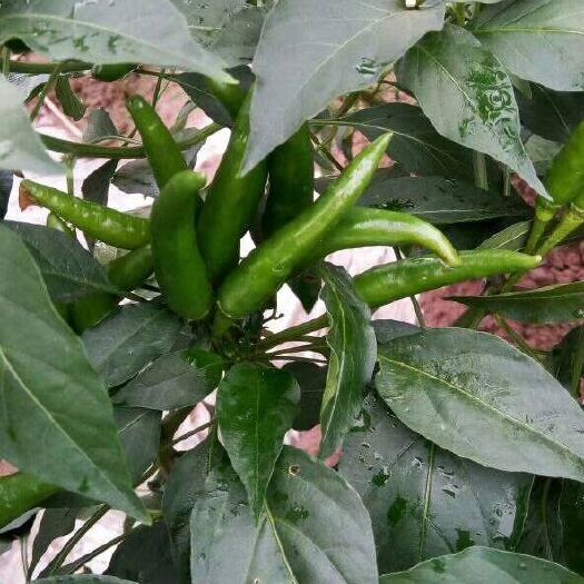 白辣椒苗  朝天椒夠辣