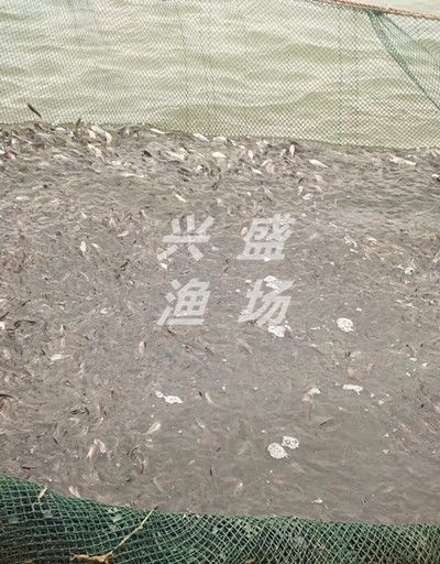 北京 一万斤草鱼苗（一斤3到7个头）大量出售