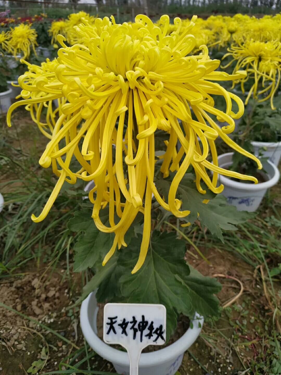 秋菊苗 优质品种菊种苗预售，品种多无张冠李戴！！！