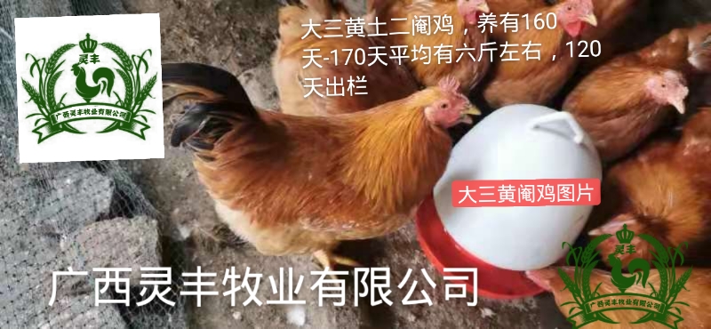 （30只起发）三黄鸡苗【中三黄1.5】【大三黄土二】