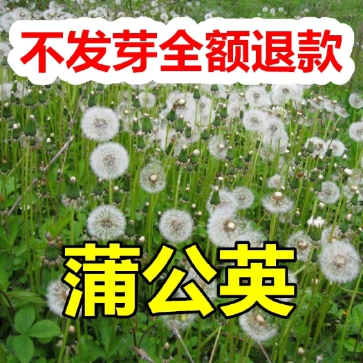 沭阳县 蒲公英种子现货批发，价格优惠。全国包邮。