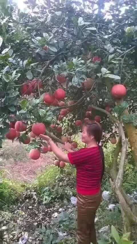 葡萄柚苗 新品种葡萄柚(金皇柚)皮红肉红