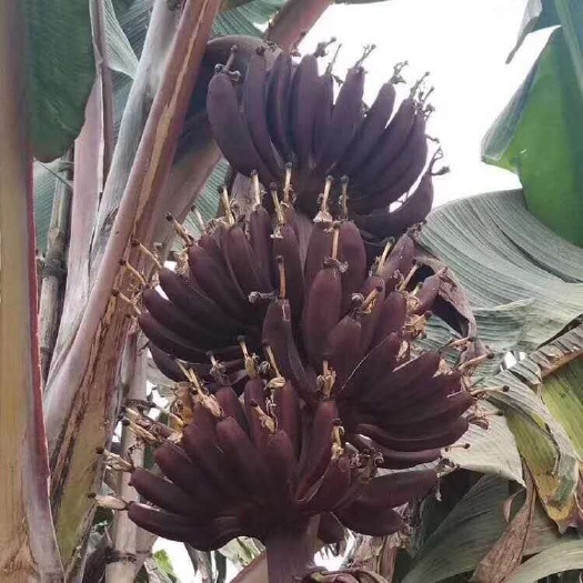 灵山县 红皮香蕉苗