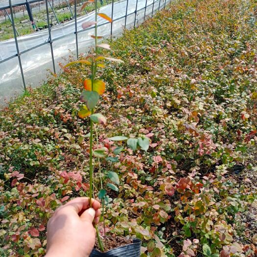 诸暨市蓝丰蓝莓苗
