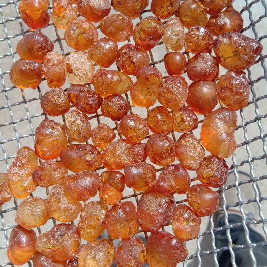 随县食用桃胶  简修水洗1.2－1.5颗粒