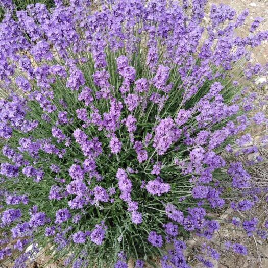 伊宁市 新疆伊犁薰衣草干花粒 香包 填充枕头 祛异味 驱赶蚊虫