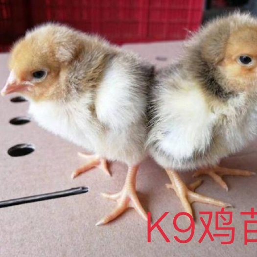 南宁K9鸡苗 统货