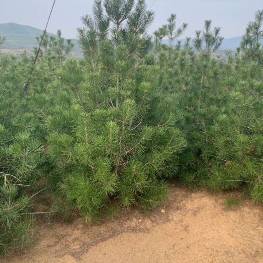 栖霞市山东白皮松