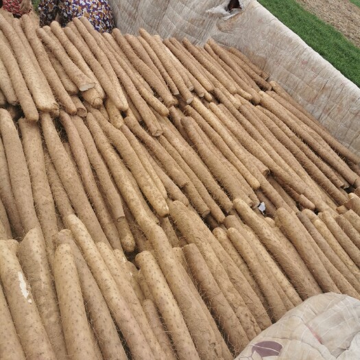 临漳县 邯郸精品优质白玉山药条形颜色粗度很好适合市场超市火锅店