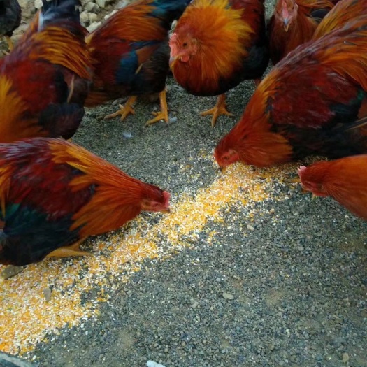 南宁 清远土鸡苗  清远麻鸡苗