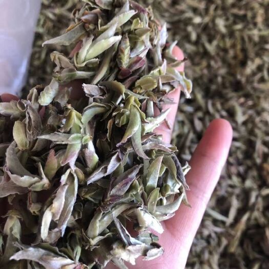 勐库古树茶 紫芽孢