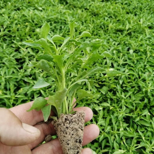 通许县 佛甲草大量上市