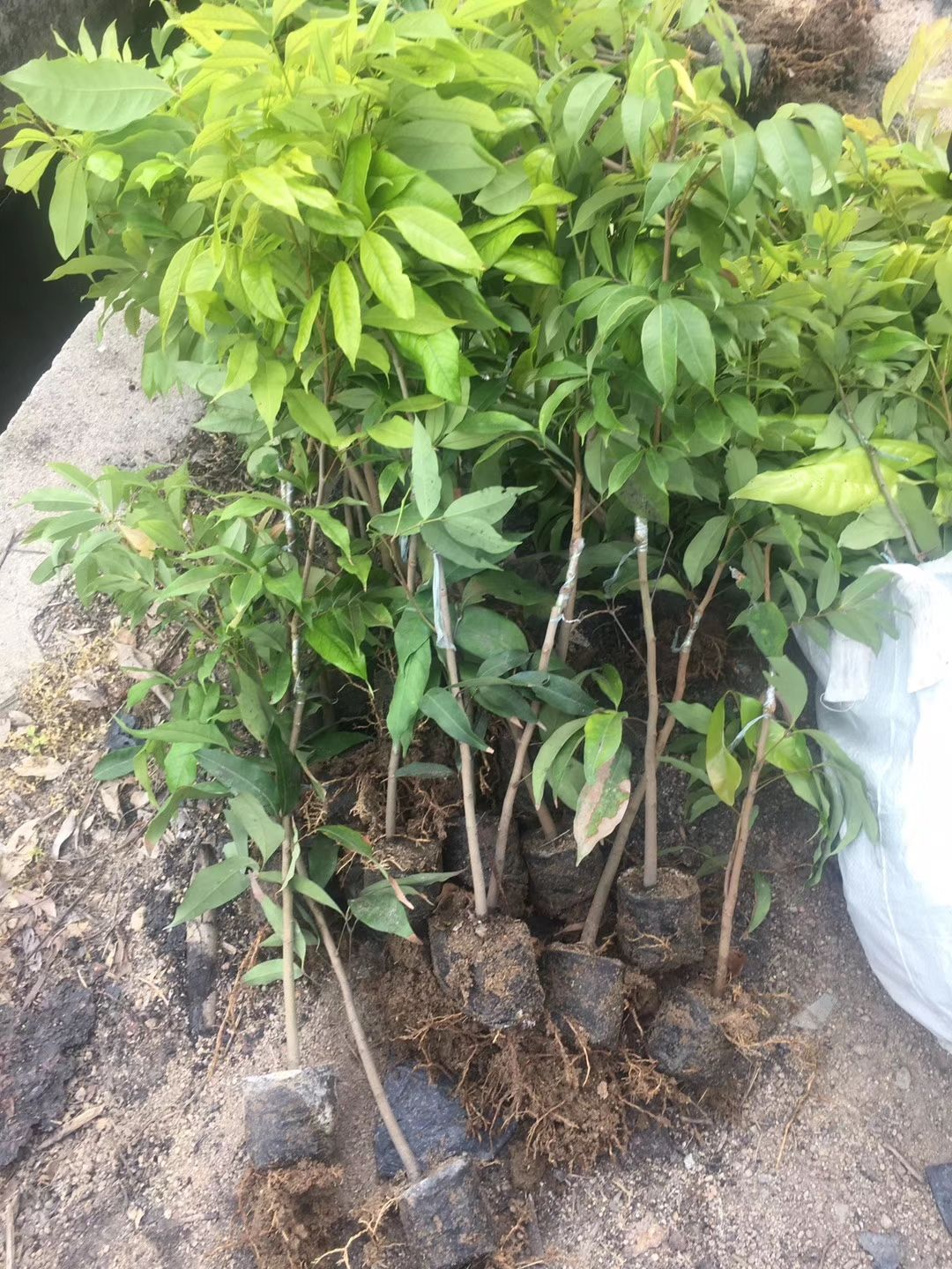 桂味荔枝苗 茘枝苗
