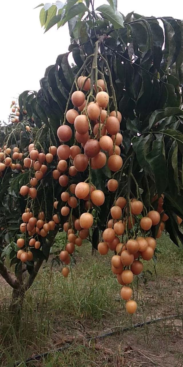  正宗鸡心黄皮苗