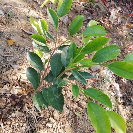 阳西县奇楠沉香树 奇楠沉香嫁接苗，黑珍珠，金边子，糖结，金丝油，奇楠树苗。