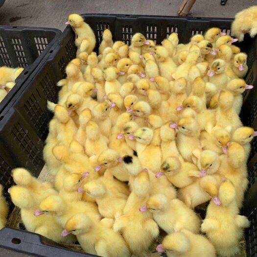 肥东县 白番鸭苗