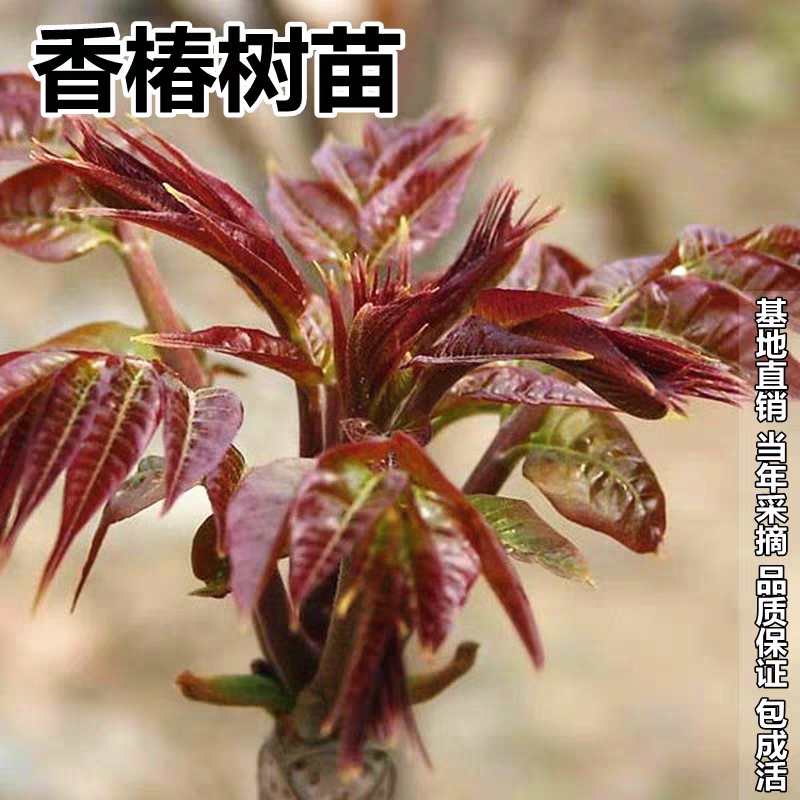 红油香椿苗 香椿树苗正宗红油绿油香春芽苗树四季盆栽地栽南北方种植当年食用