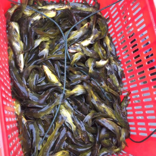 黄颡鱼 黄辣丁 食用 放钓