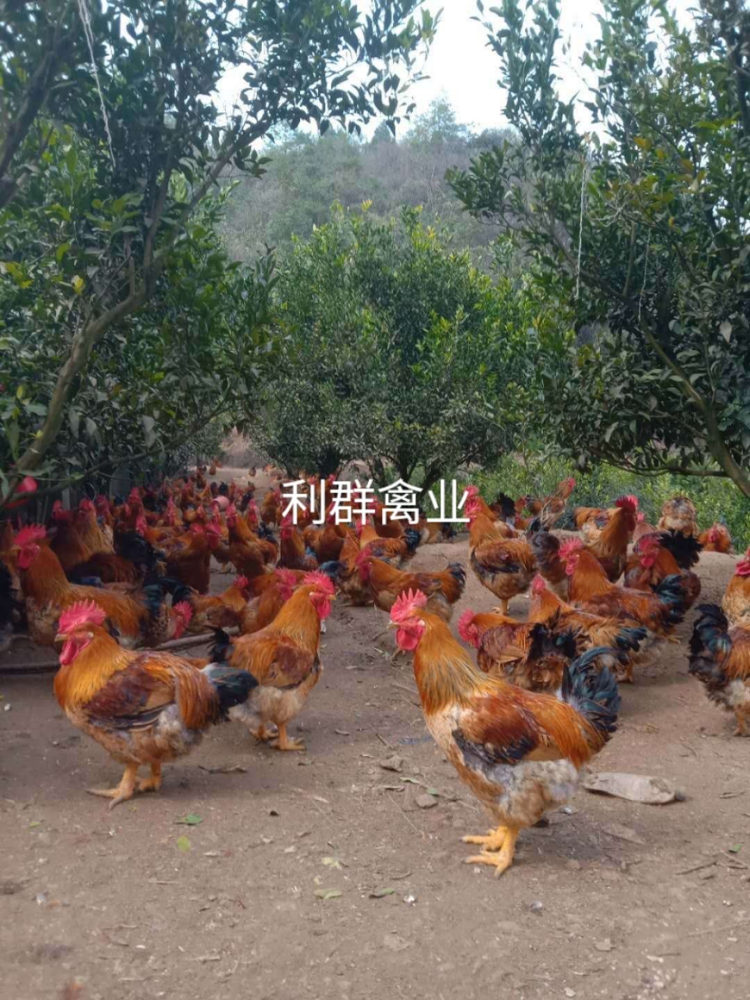K9鸡苗  肉鸡k9