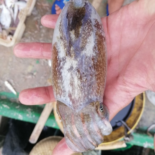 徐闻县斑乌贼 天然乌贼
