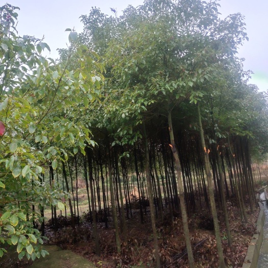 蓝山县 6公分香樟树价格美丽