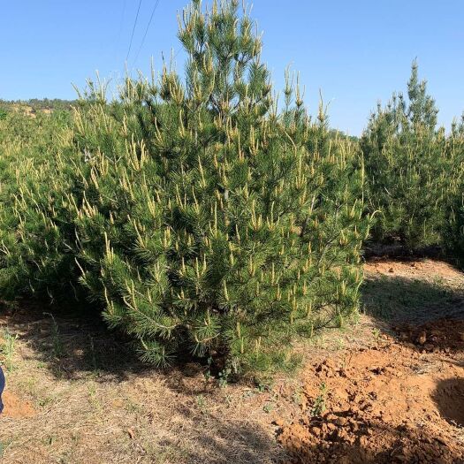 栖霞市 白皮松量大