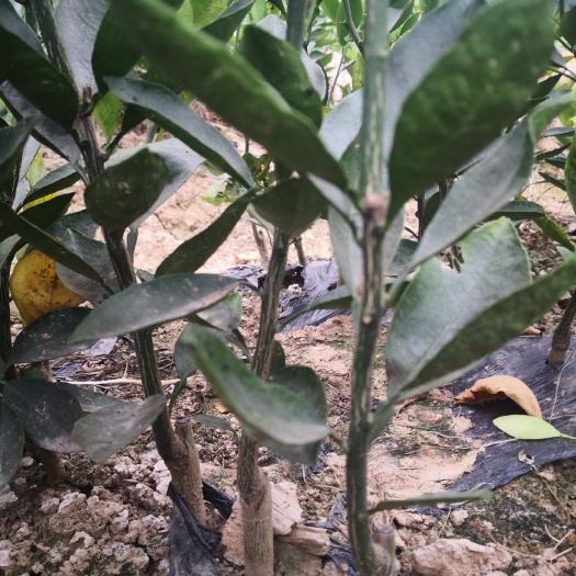 樟树市冰糖橙树苗 基地直销大果型冰糖橙苗，有需要的老板联系，量大从优