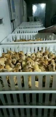 新野县高腿细脚土鸡苗（淮南王，苏秦，江汉，乌鸡）等鸡苗，包打疫苗