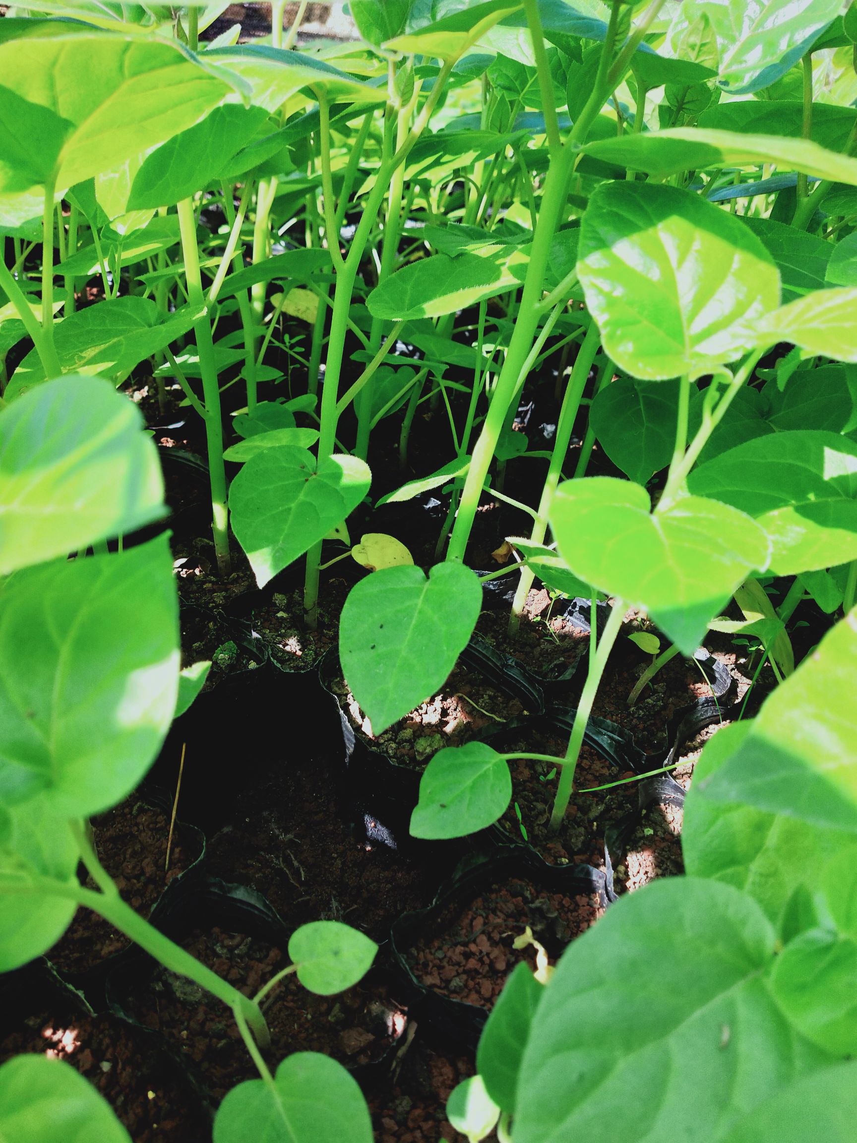 硬粉番茄苗 树番茄苗