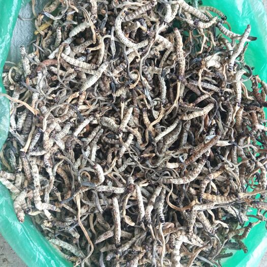 施秉县亚香棒虫草 贵州冬虫夏草
