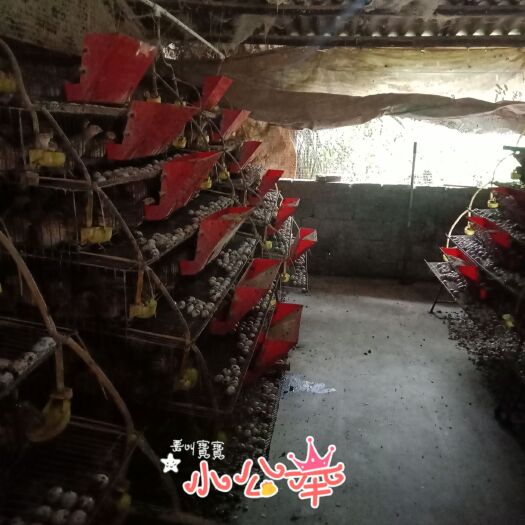 玉林 黄羽鹌鹑蛋