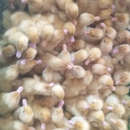 南宁 白鸭苗