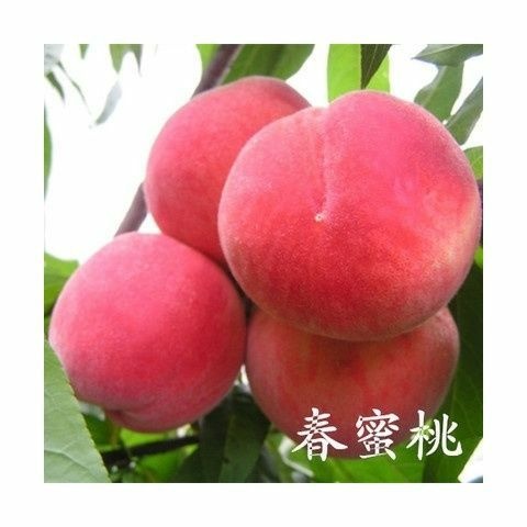 平邑县早超桃树苗 1~1.5米
