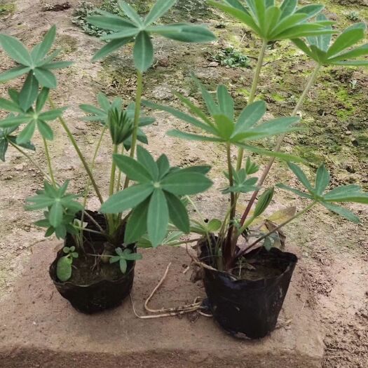 青州市鲁冰花盆栽 大量批发鲁冰花