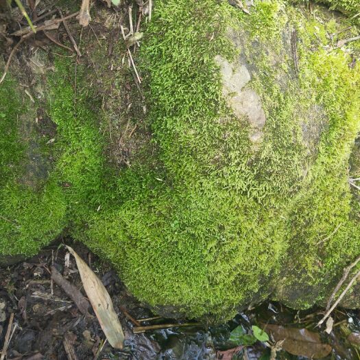 贞丰县水苔苔藓 25~30cm